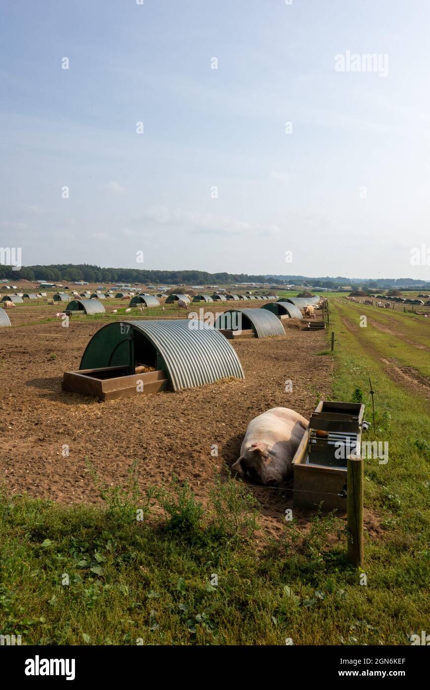 :arge Pig Farm Norfolk Stock Photo