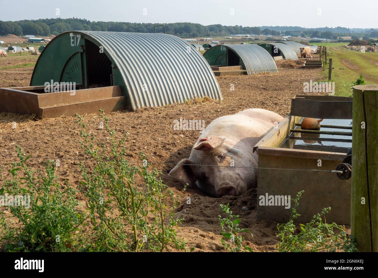 :arge Pig Farm Norfolk Stock Photo