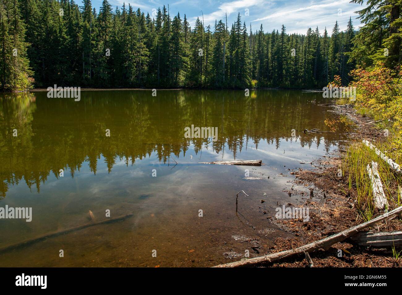 Too Much Bear Lake is a dirty little lake in Oregon's Willamette National Forest near Salt Creek Falls, with steep shorelines and no suitable place to Stock Photo