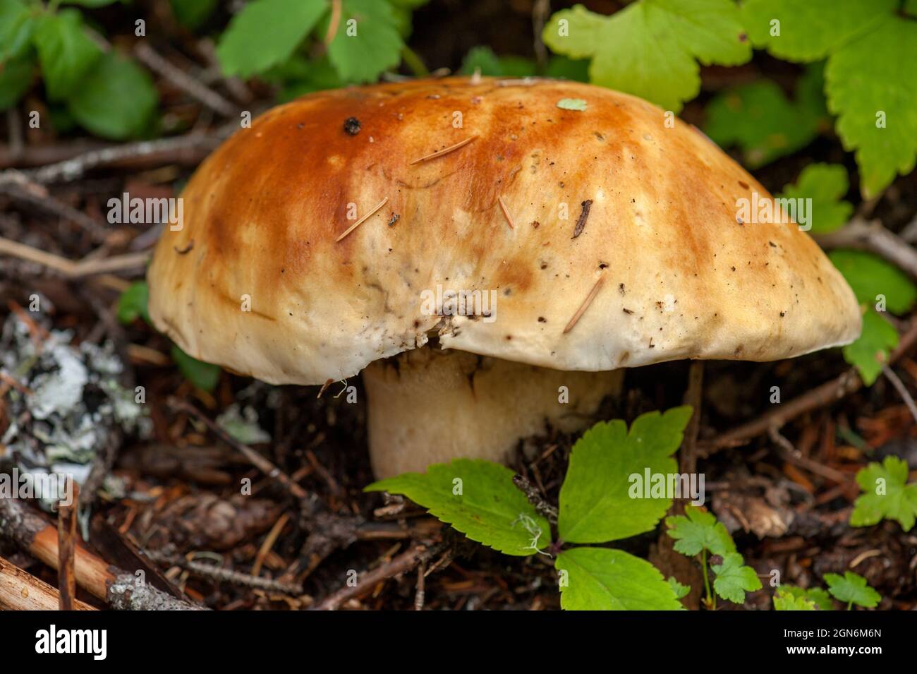 A large bolete in the Oregon woods Stock Photo