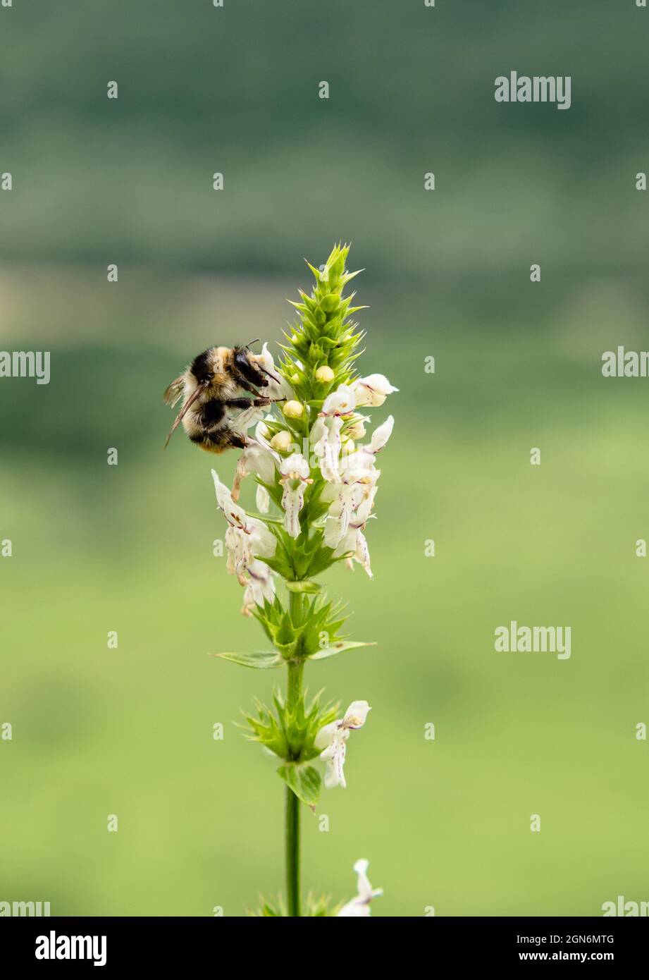 A honeybee collects nectar on a flower of Brachycorythis . Insect close-up. Blurred background Stock Photo
