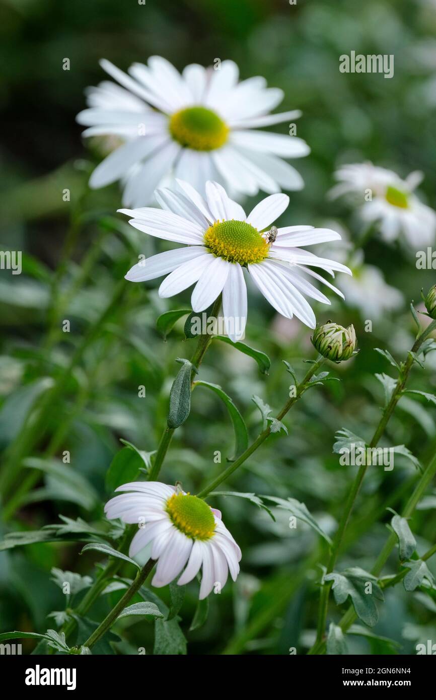 Arctanthemum arcticum, arctic daisy, Northern chrysanthemum, Chrysanthemum arcticum. White flowers, early autumn Stock Photo