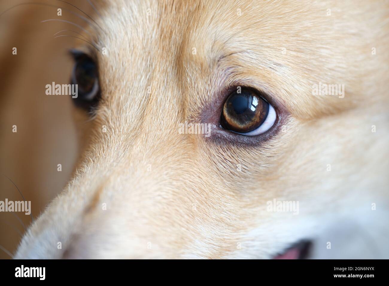 Curioso perro Corgi mirando a la cámara en casa. Adorable mascota.  Esperando a que termine. Comida para perros. Amor por los animales  Fotografía de stock - Alamy