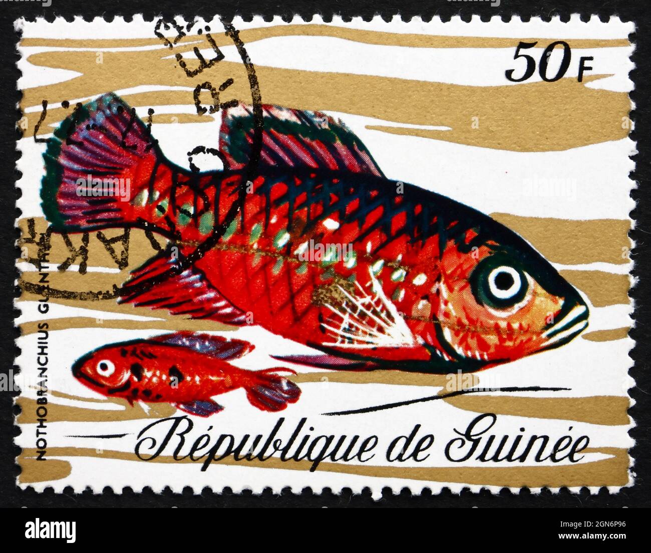 GUINEA - CIRCA 1971: a stamp printed in the Guinea shows Guentheri Killifish, Nothobranchius Guentheri, Aquarium Fish, circa 1971 Stock Photo