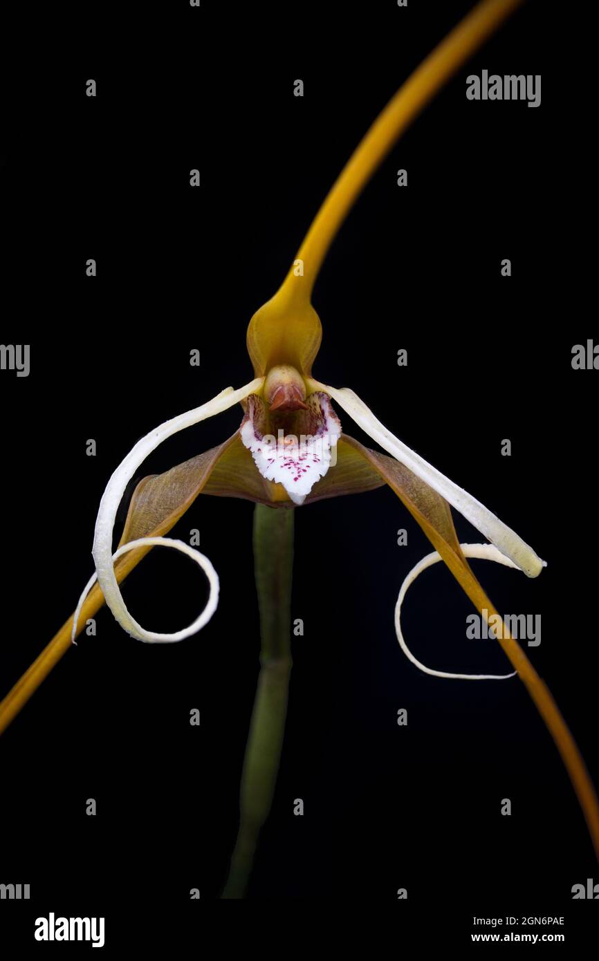 Orchid flower (maxillaria fractiflexa) Stock Photo