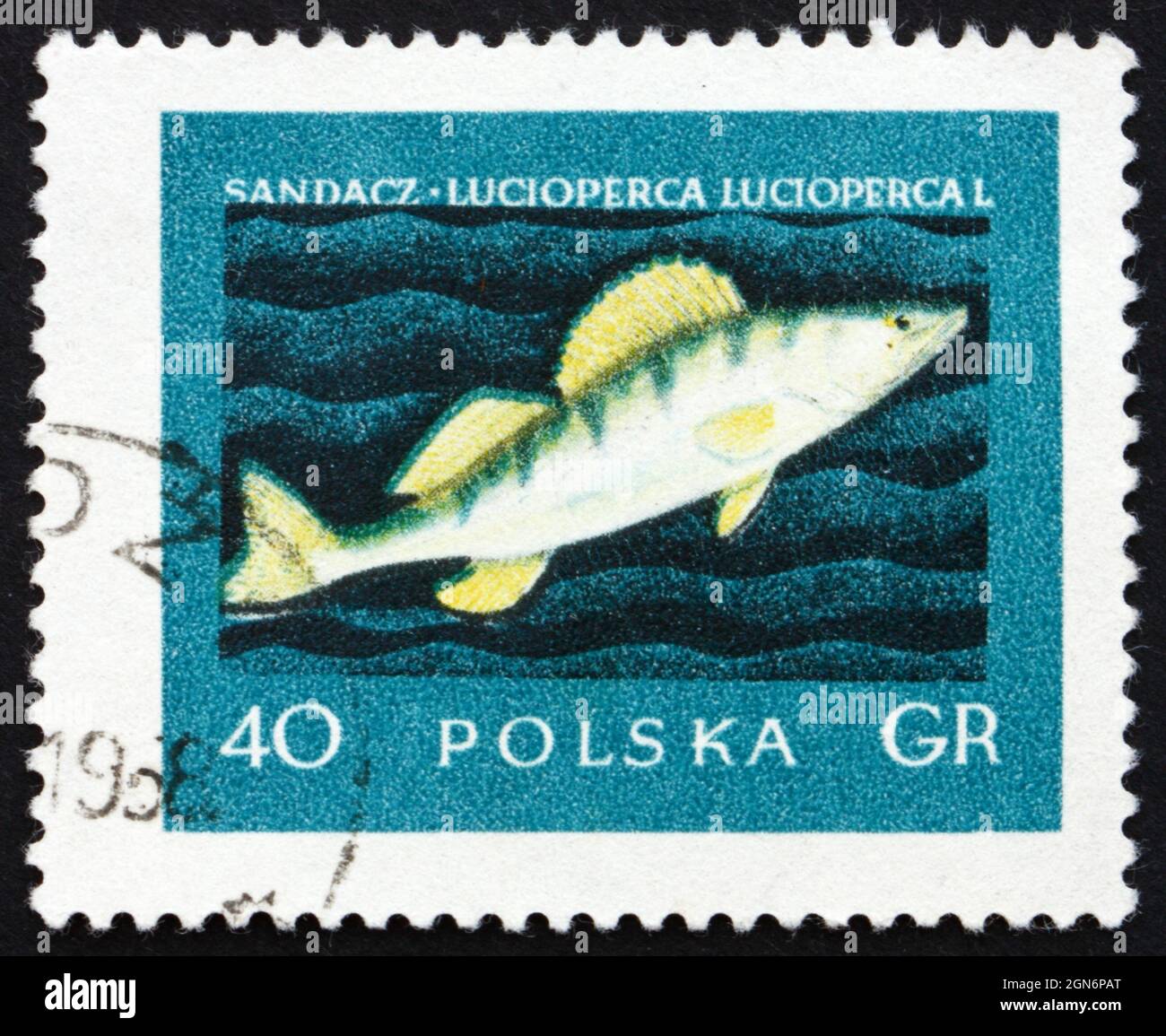POLAND - CIRCA 1958: a stamp printed in the Poland shows Giant Pike Perch, Sander Lucioperca, Freshwater Fish, circa 1958 Stock Photo