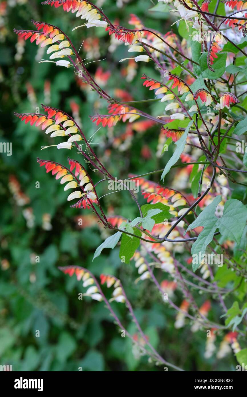 Ipomoea lobata, the fire vine, firecracker vine or Spanish flag. Multi-coloured flowers on climbing plant Stock Photo