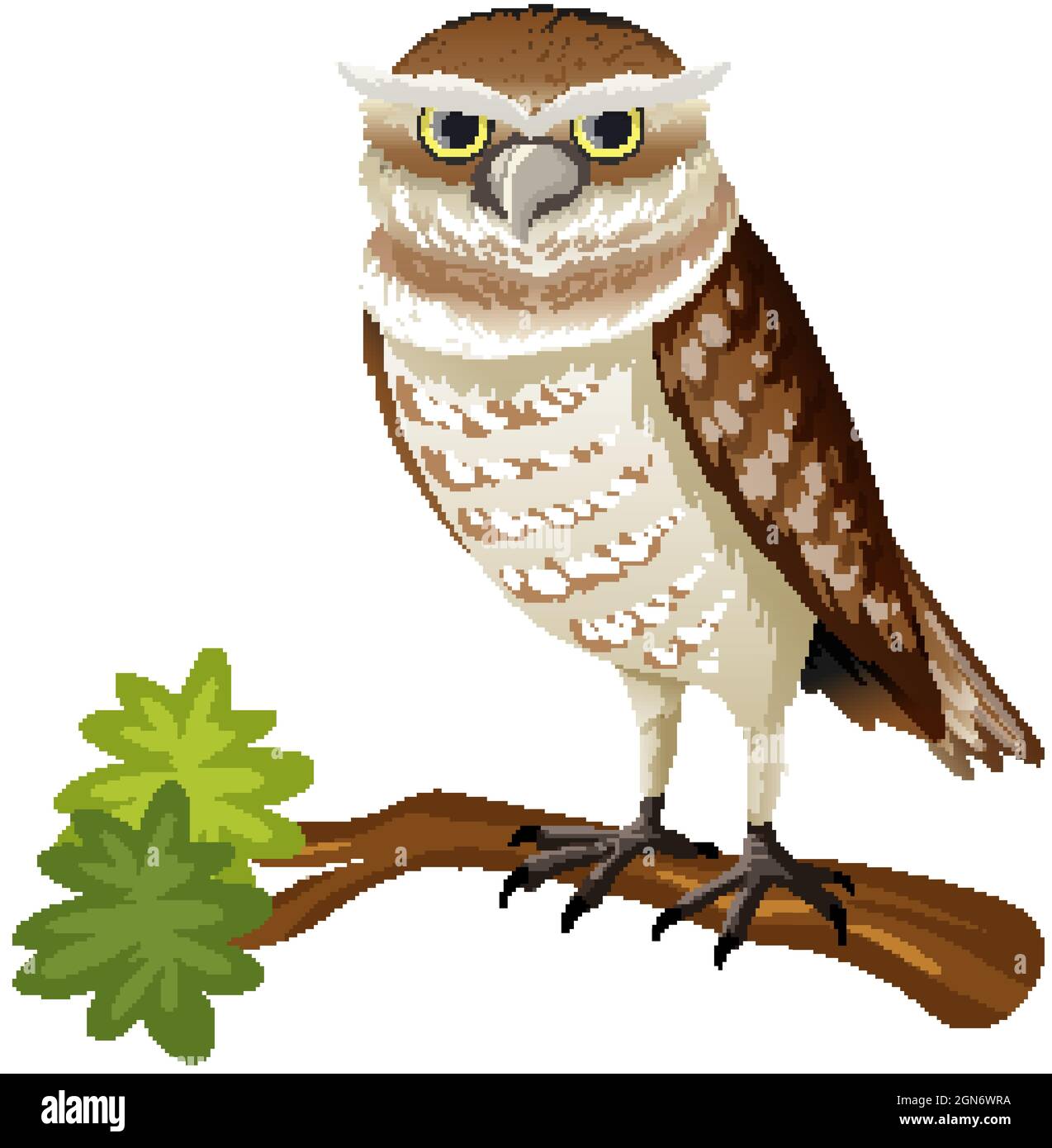 Animal cartoon character of an owl on white background illustration ...