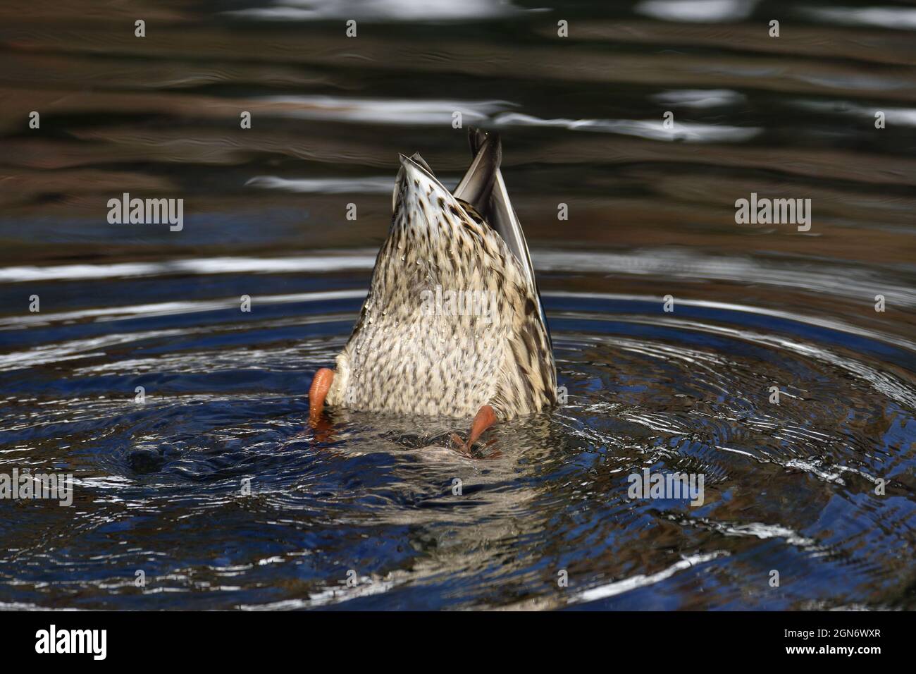 Mallard Duck [Anas platyrhynchos] female dabling April: Kent, UK Stock ...