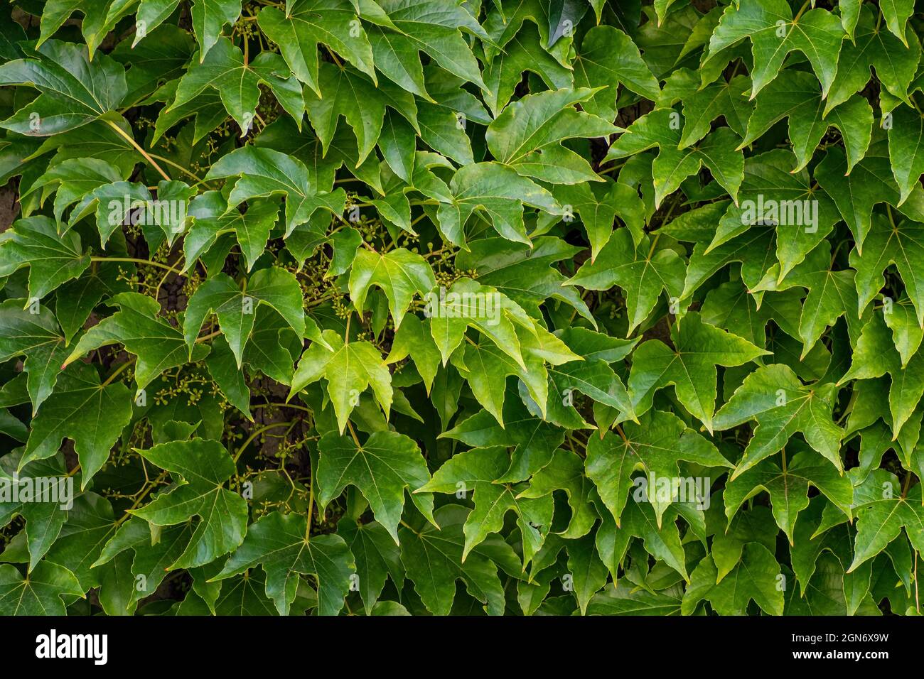Vibrant growth pattern hi-res stock photography and images - Alamy