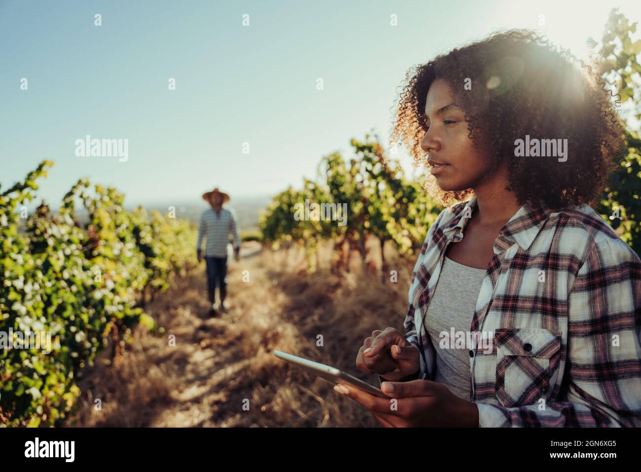 African American female standing in vineyards focussing on vines while searching on digital tablet  Stock Photo
