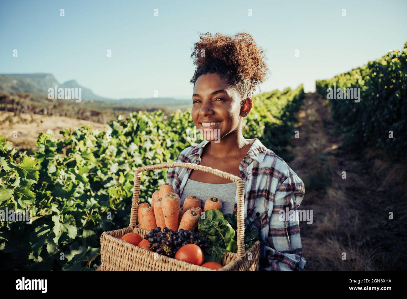 Female farmer walking through vineyards while carrying large basket of fresh produce  Stock Photo
