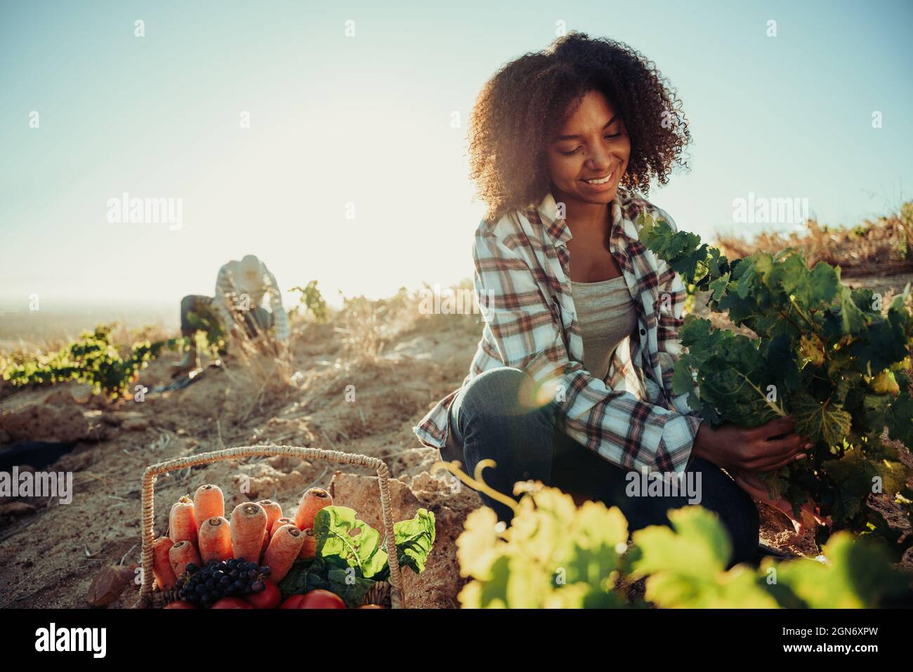 Mixed race female farmer picking fresh vegetables from farm land while male co worker digs  Stock Photo
