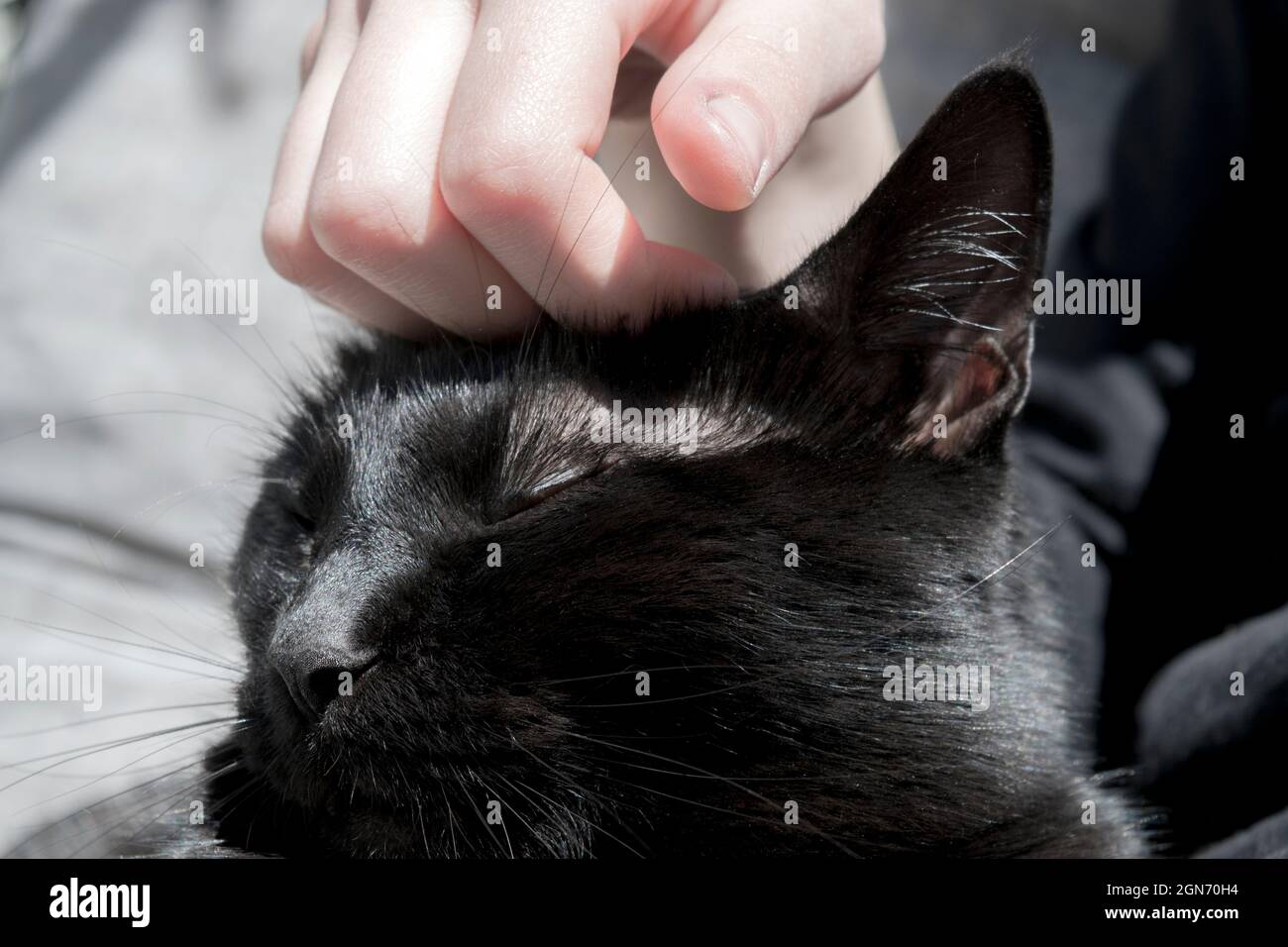 Beautiful black cat portrait, close up photo in natural daylight. She is enjoying a hand gently caressing her on the head. Sunny photo. Stock Photo