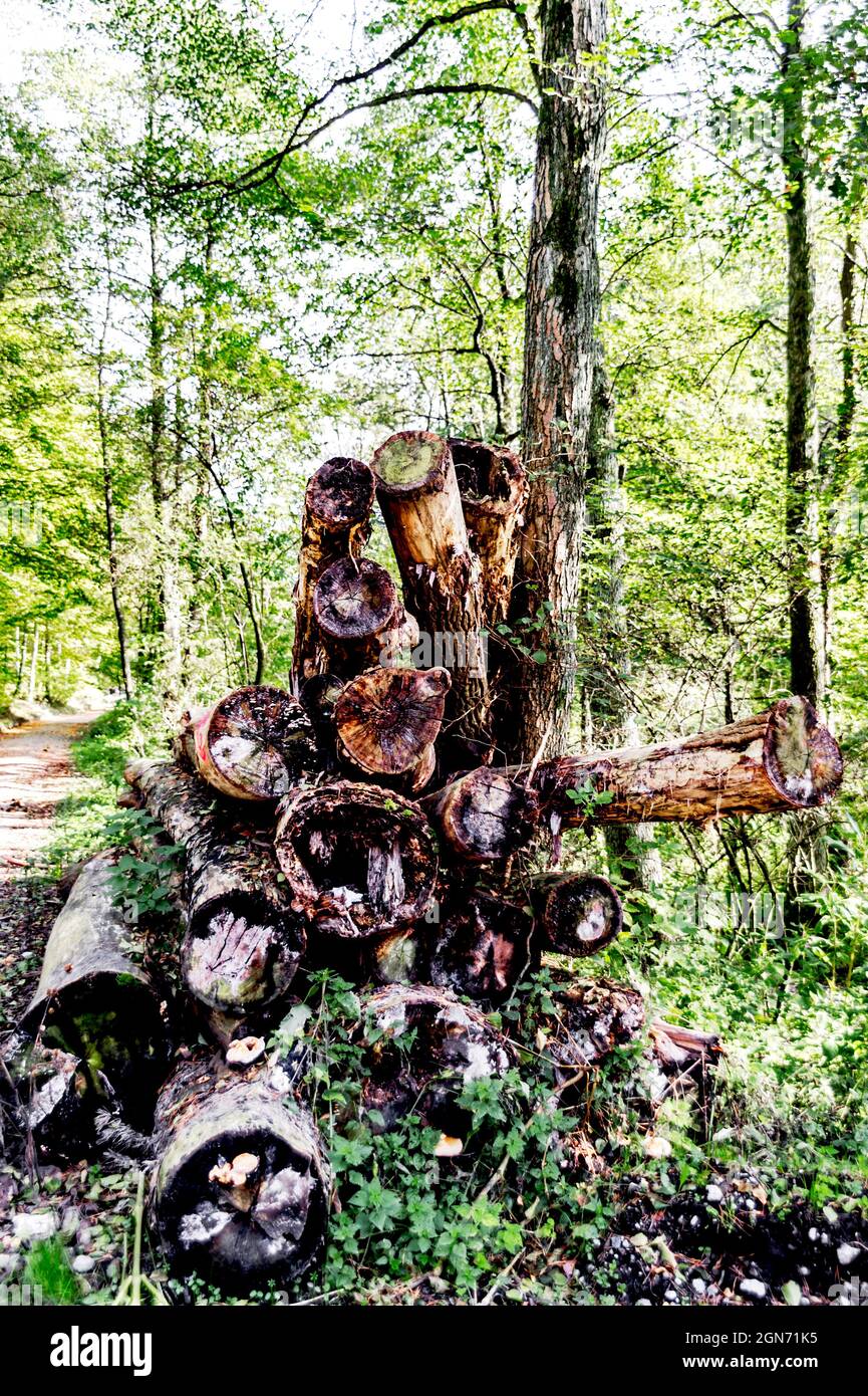 Pile of logs; Stapel gefällter Baumstämme Stock Photo