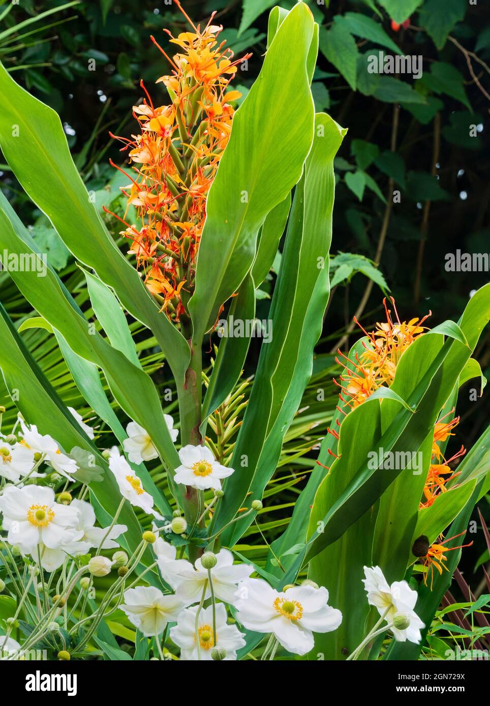 Late summer combination planting of Anemone x hybrida 'Honorine Jobert' and ginger lily Hedychium 'Tara' Stock Photo
