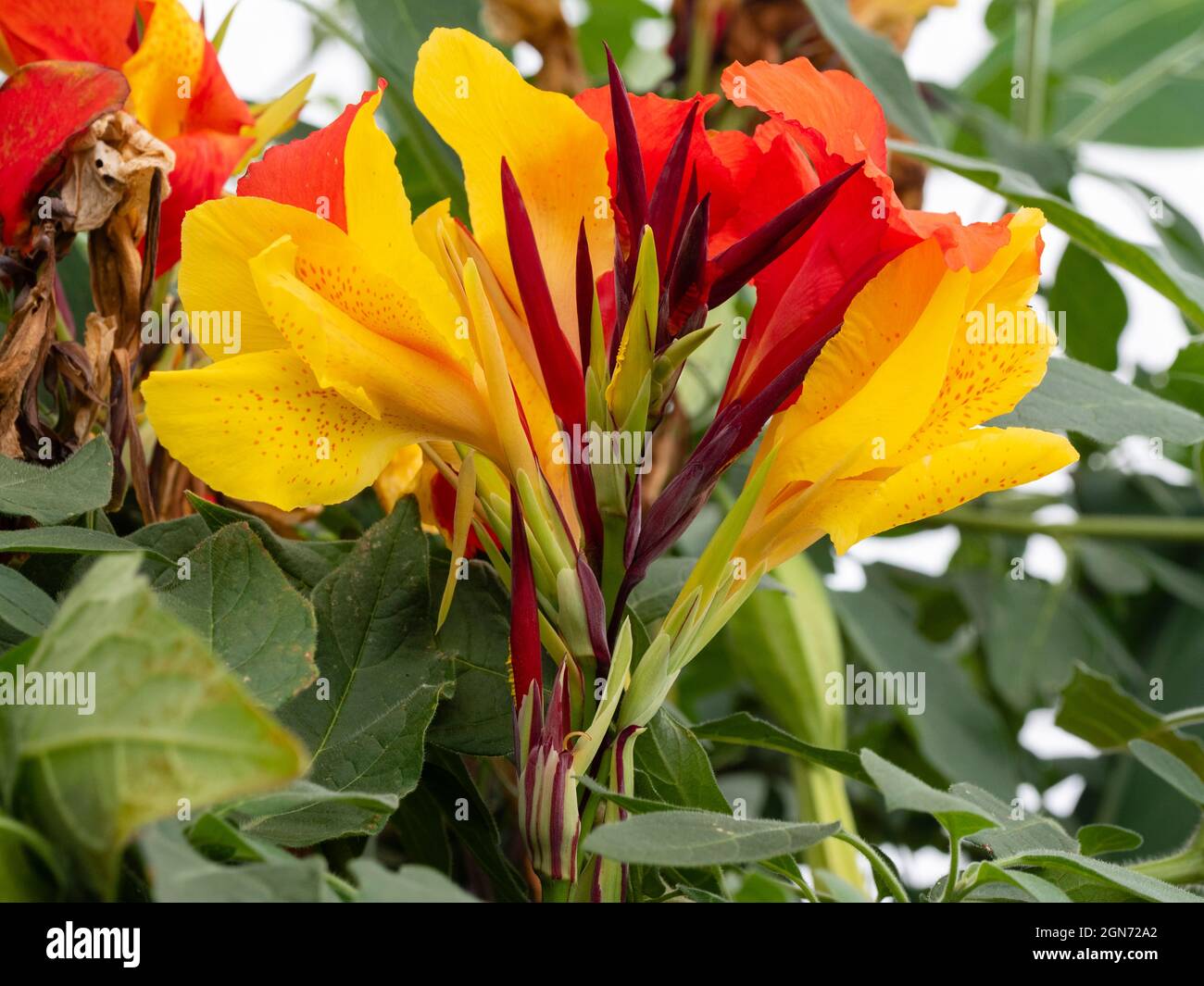 Mixed red and yellow flowers in the head of the unstable chimeral Canna 'Cleopatra' Stock Photo