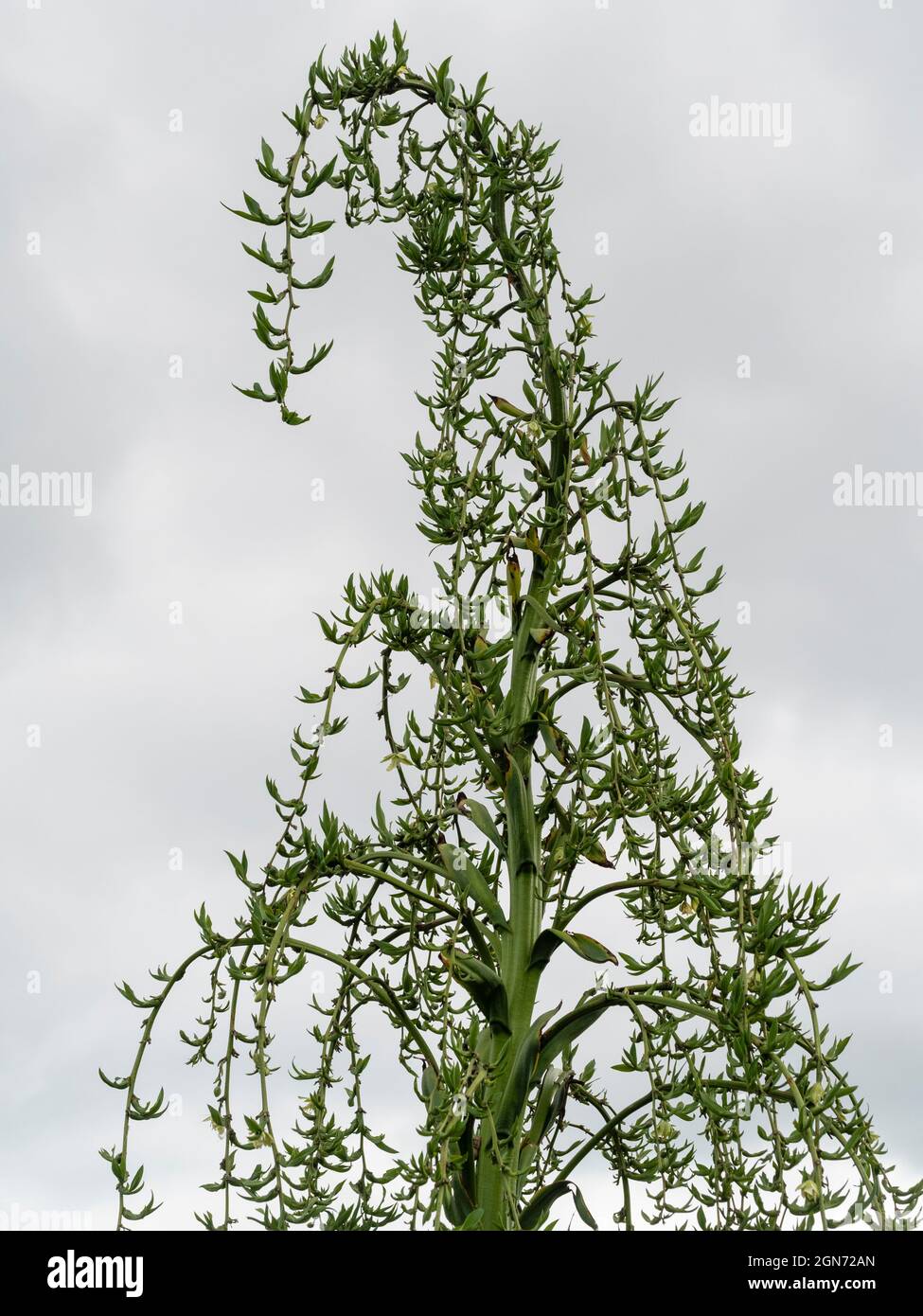 Giant flower panicle of the exotic Yucca relative Furcraea longaeva showing developing bulbils Stock Photo
