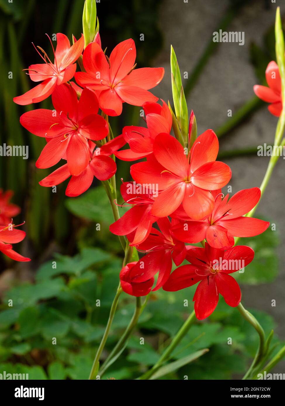 Bright red flowers of the autumn blooming Kaffir Lily, Hesperantha coccinea 'Major' Stock Photo