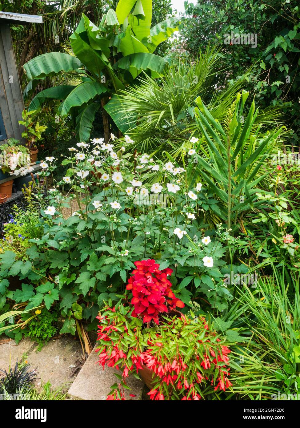 View of a small exotic garden in Plymouth, Devon, UK showing late summer lush growth Stock Photo