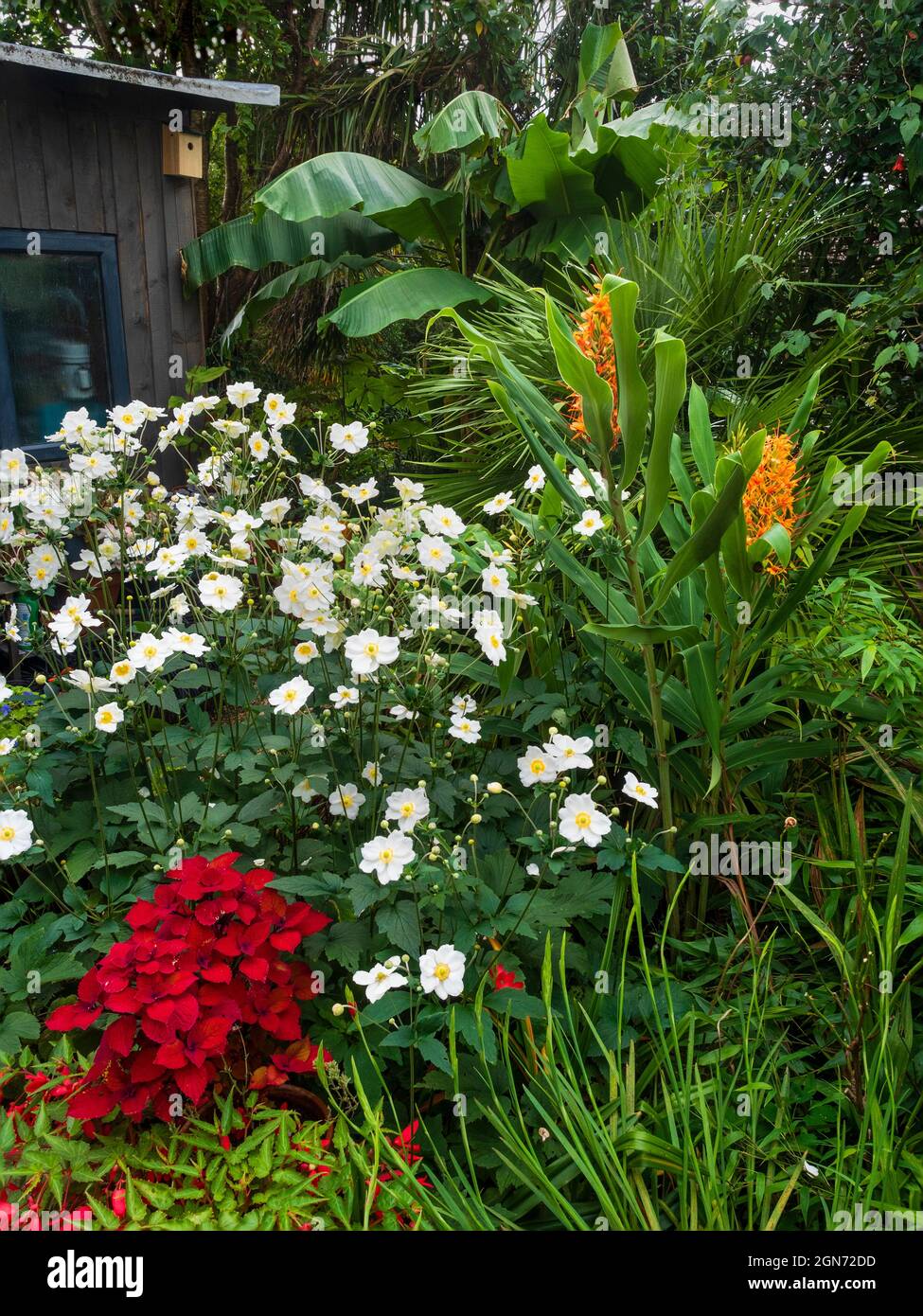 View of a small exotic garden in Plymouth, Devon, UK showing late summer lush growth Stock Photo