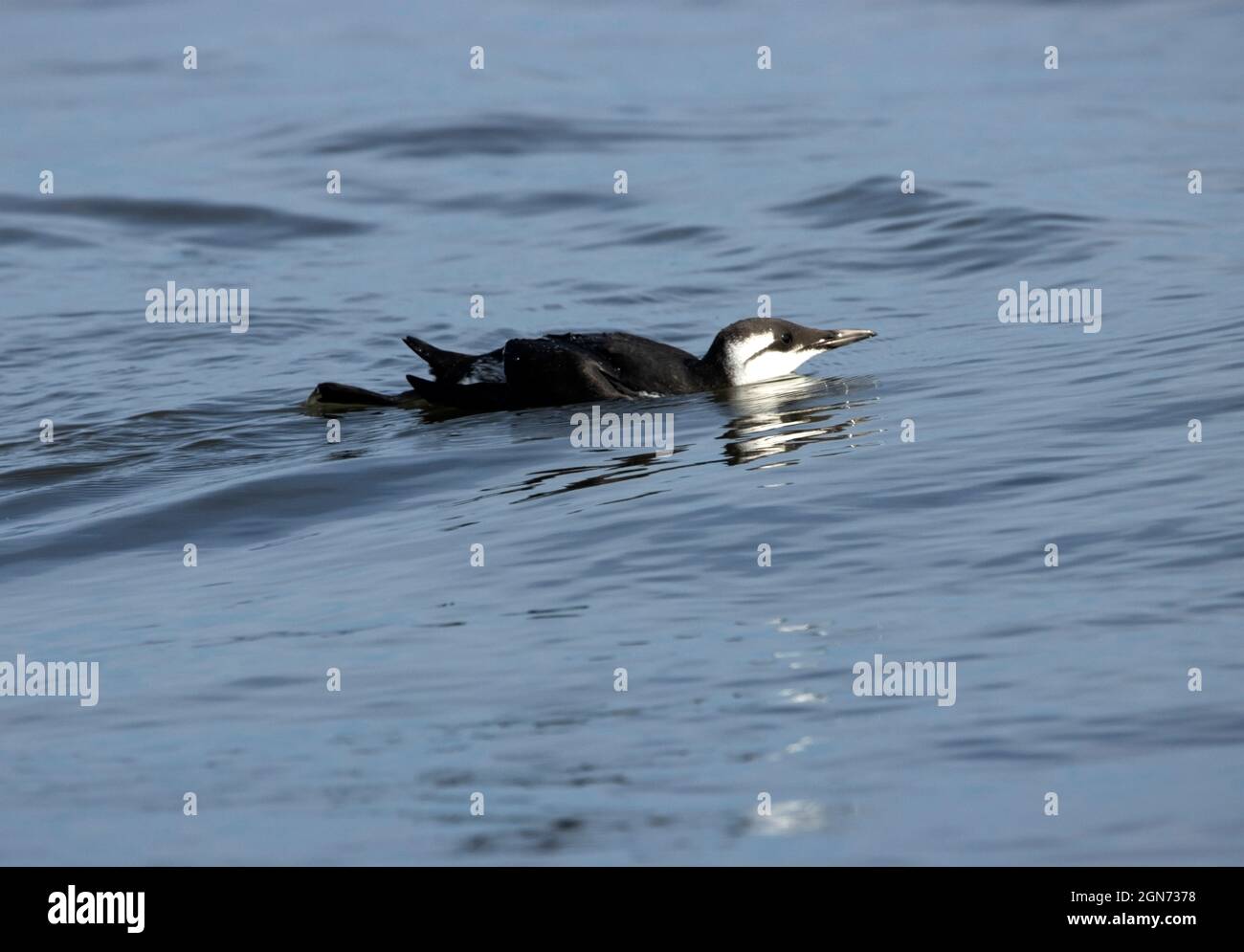 The Guillemot is a member of the Auk family that breeds along the rocky cliffs and off-shore islands around the UK. They hunt fish underwater Stock Photo