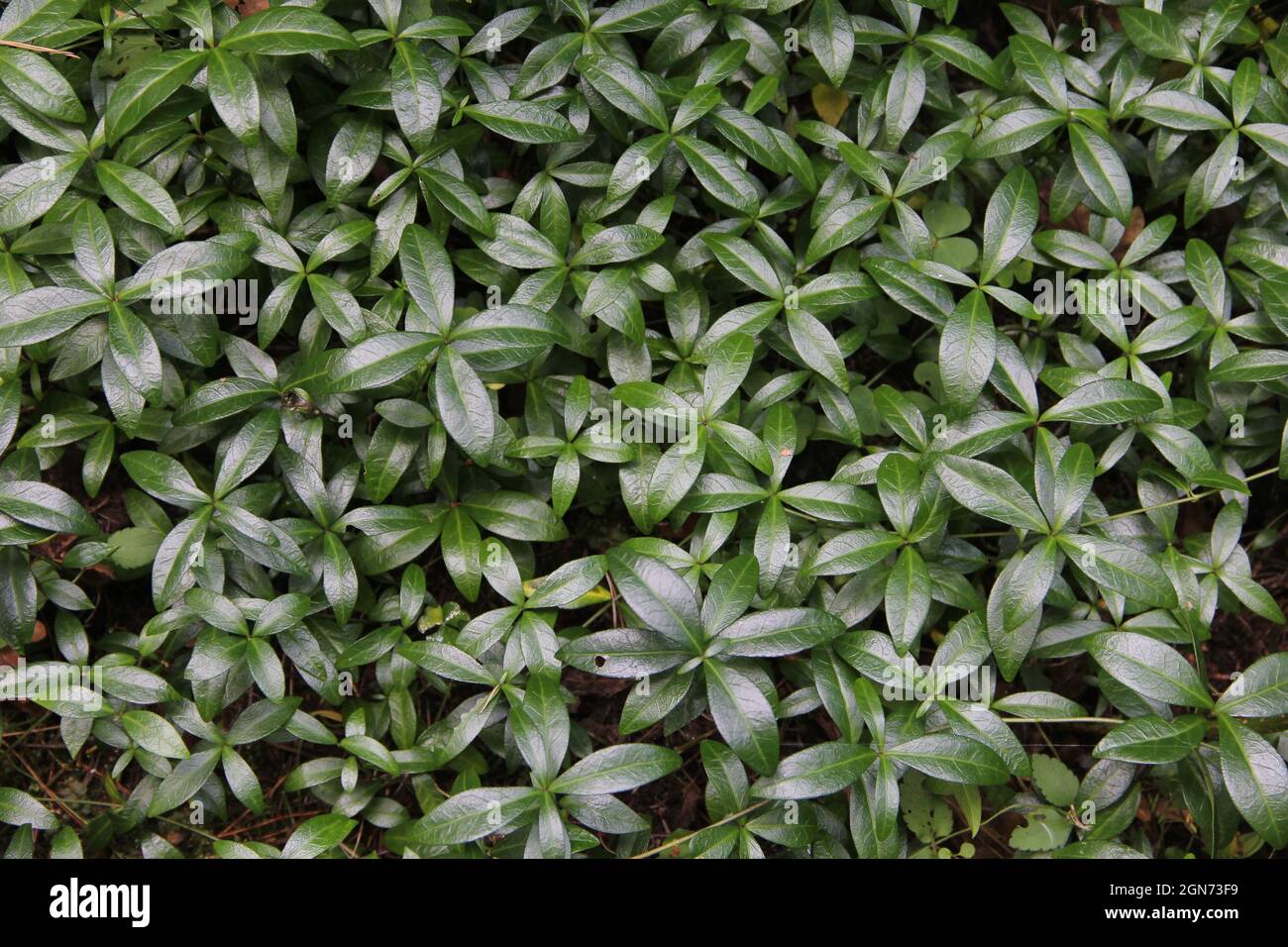 Many dark green glossy oval-shaped leaves of common periwinkle forming ground cover background in the garden in Lithuania Stock Photo