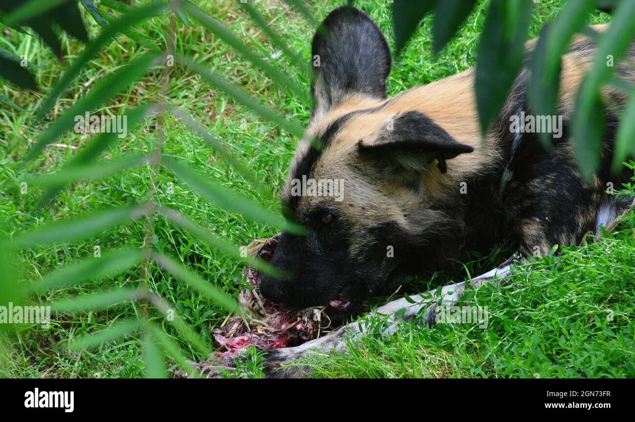 wild dog eating Stock Photo