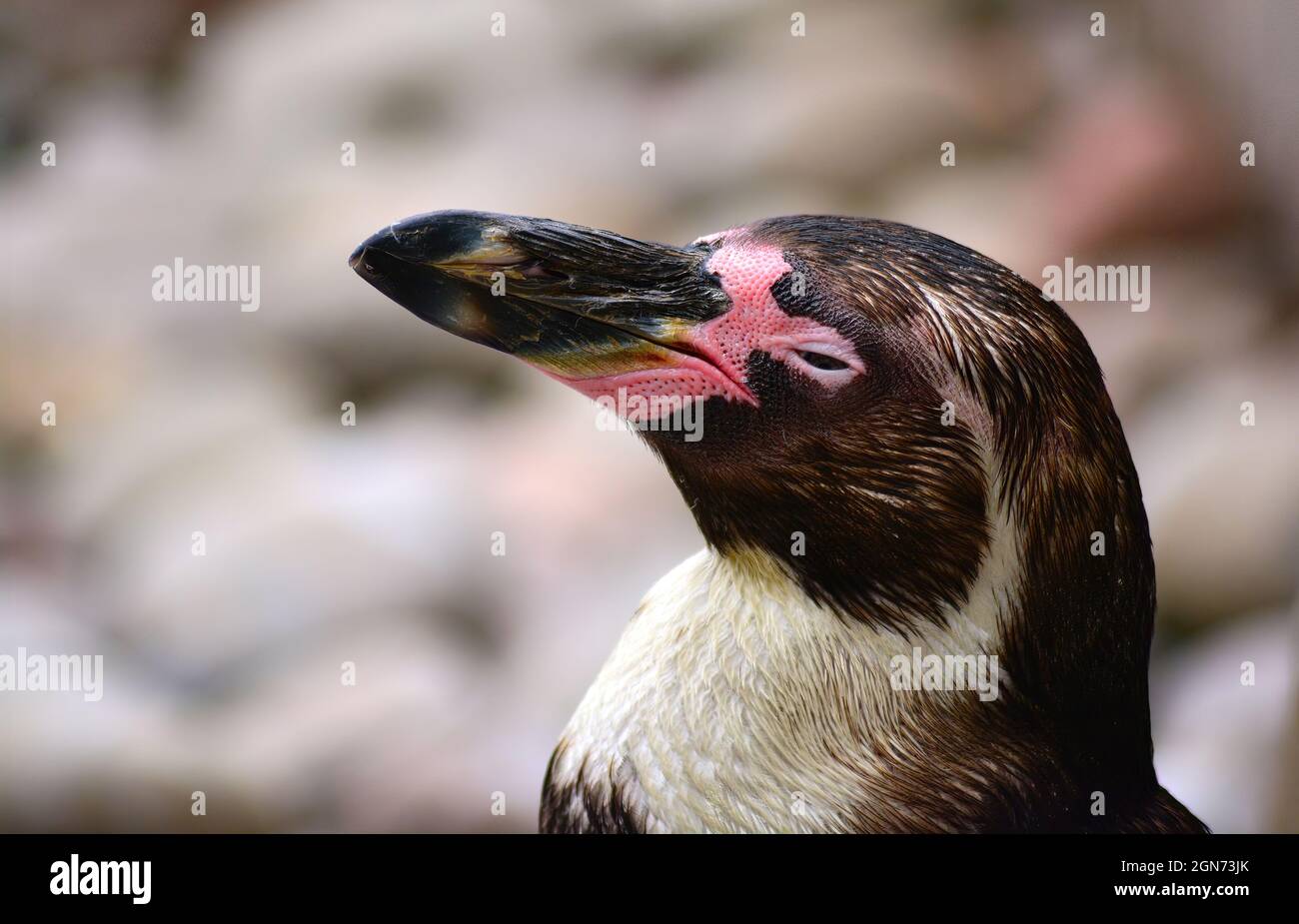 penguin portrait Stock Photo