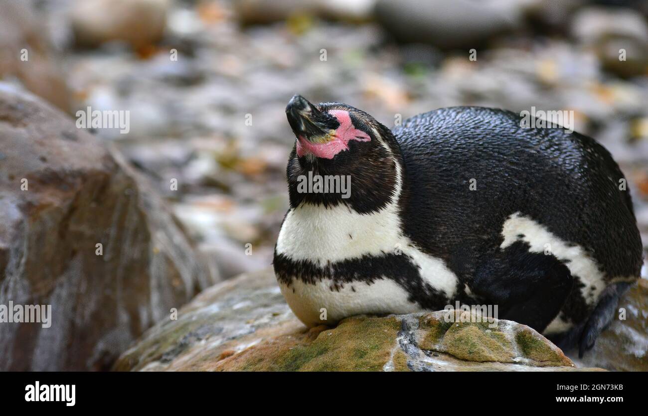 penguin portrait Stock Photo