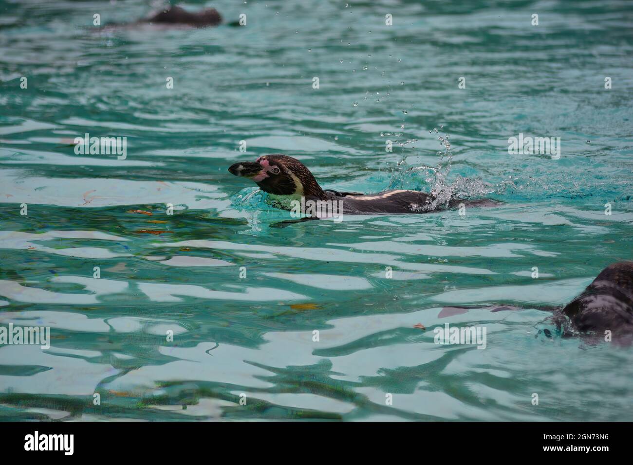 penguin swimming Stock Photo