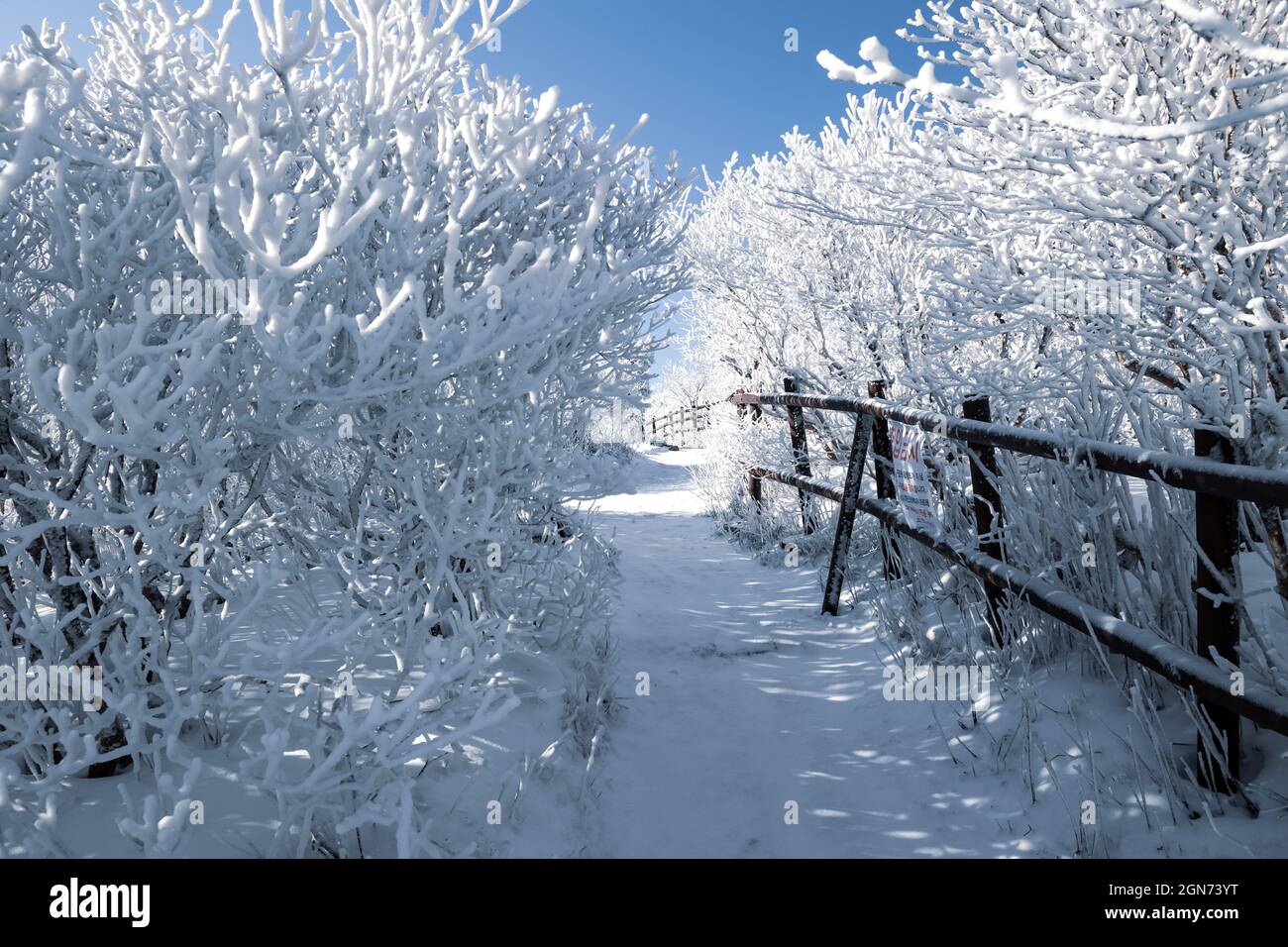 Pathway in the forest covered in snow in winter Stock Photo - Alamy