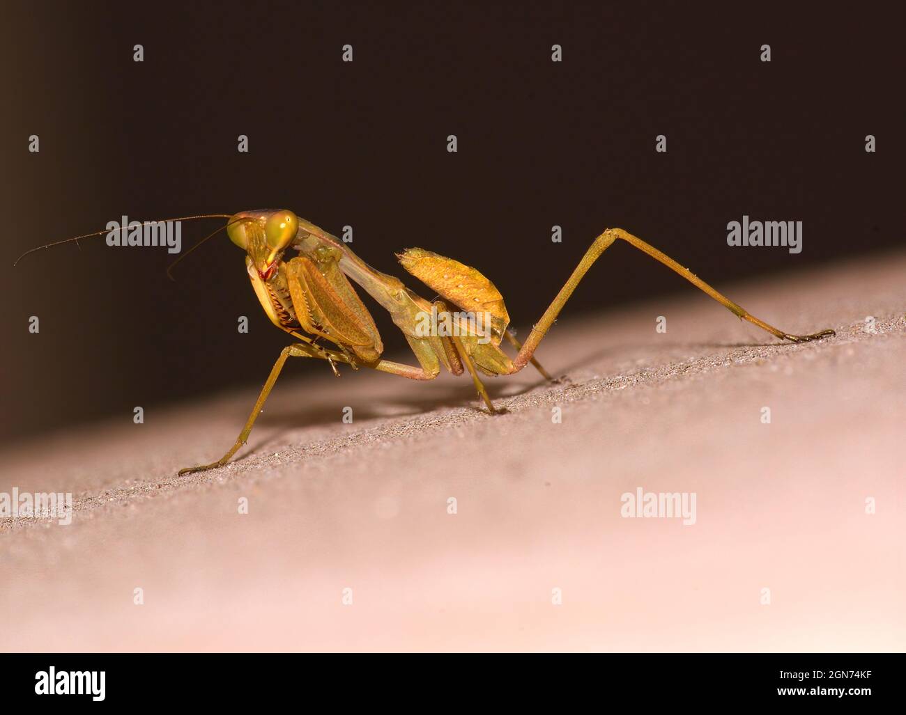 Dancing praying mantis Stock Photo