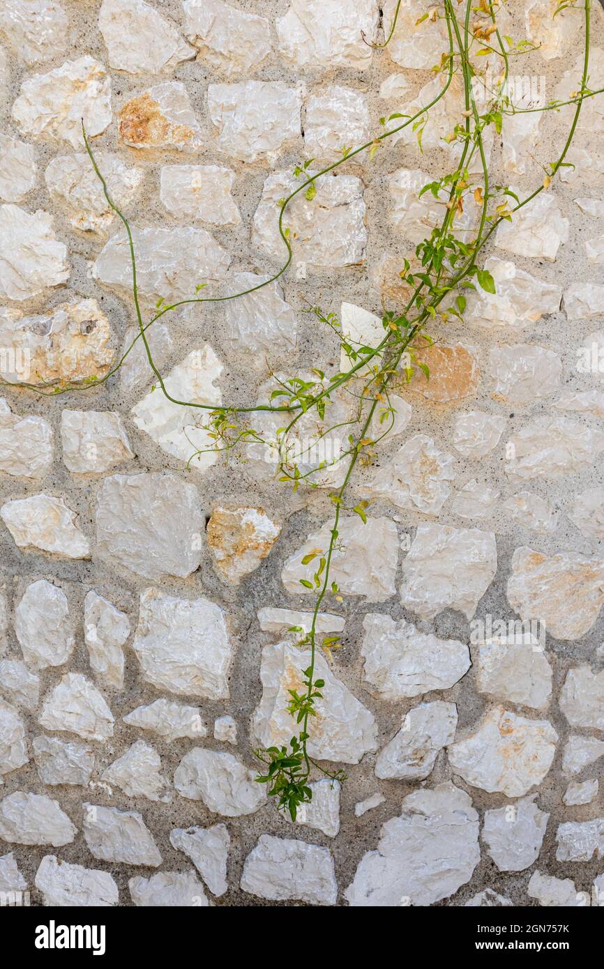 Green vine, climbing plant branches on Greek traditional house stone