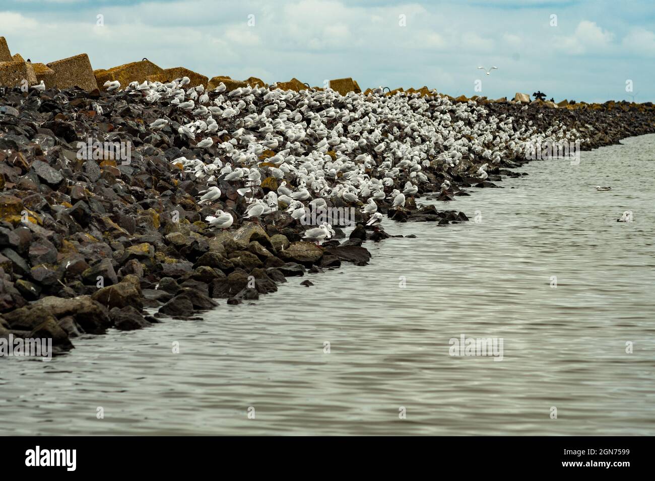 Möwen ,wie weiße Steine wirken sie auf dem Wellenbrecher Stock Photo
