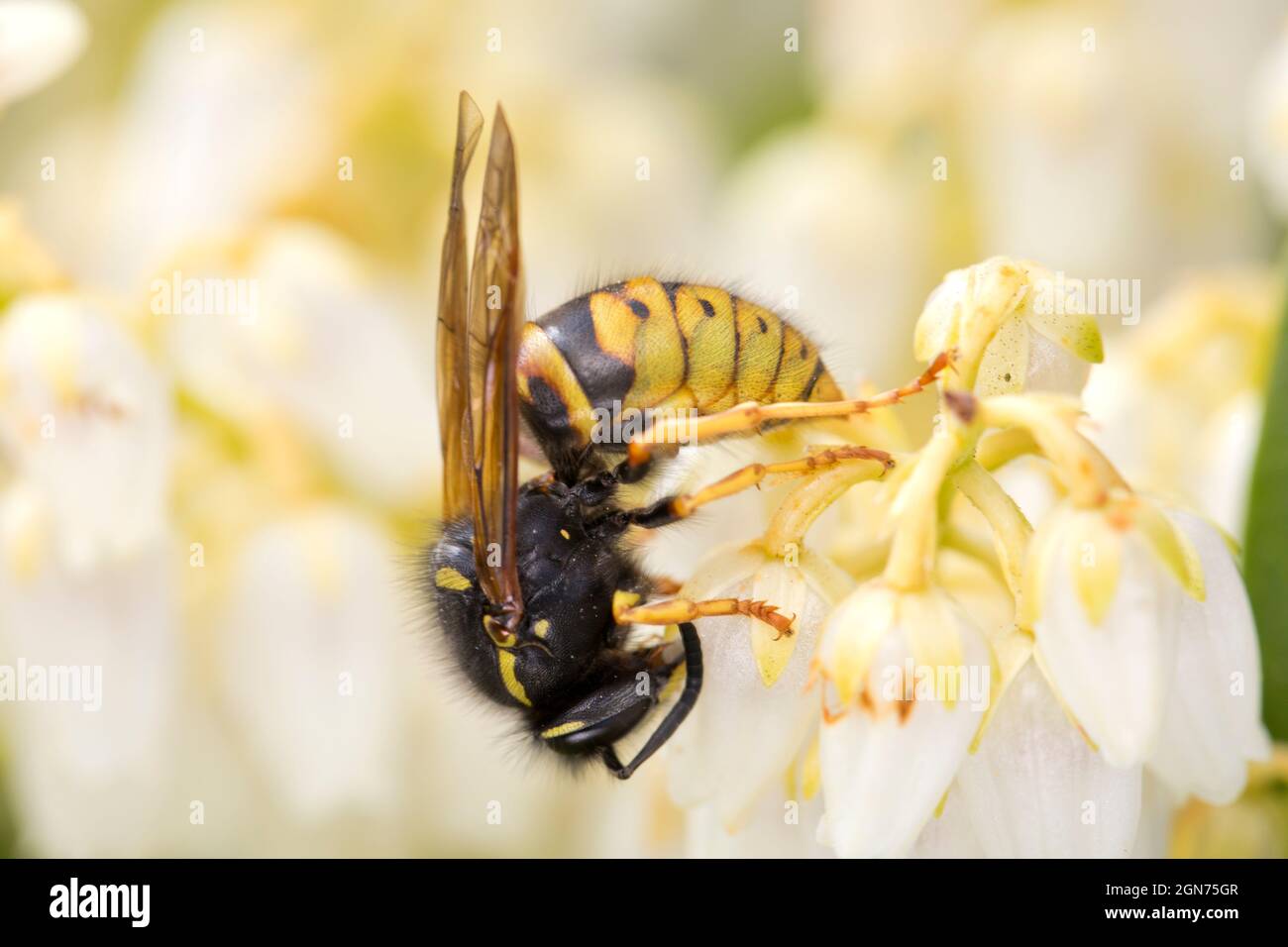 Red Wasp (Vespula rufa) queen feeding on Pieris japonica flowers in a garden. Powys, Wales. April. Stock Photo