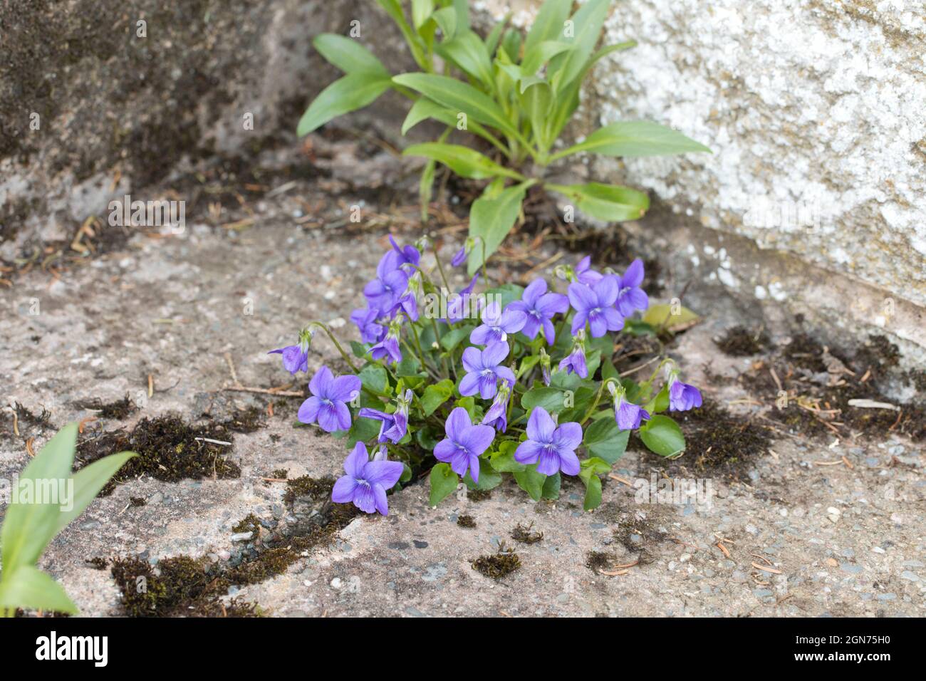 Common Dog-violet (Viola riviniana) flowering . Growing through a crack in concrete in a garden. Powys, Wales. April. Stock Photo