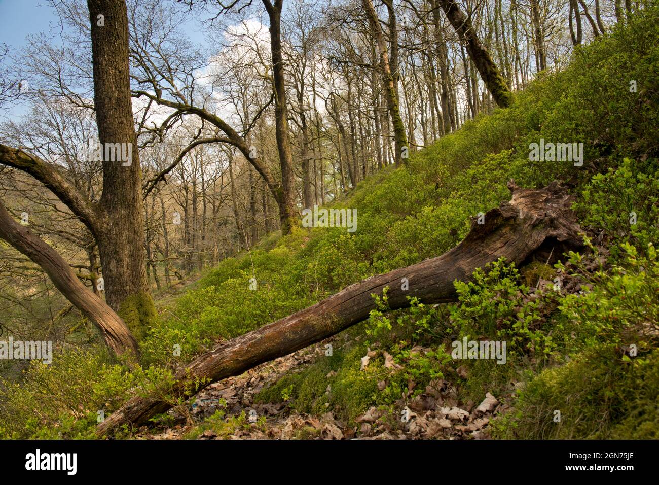 View of a Sessile oak (Quercus petraea) woodland with an understorey of Bilberry in early spring. Powys, Wales. April. Stock Photo