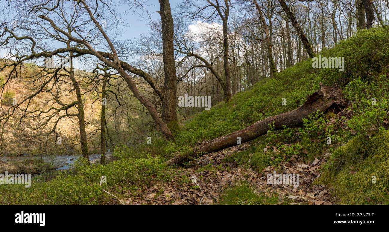 View of a Sessile oak (Quercus petraea) woodland with an understorey of Bilberry in early spring. Powys, Wales. April. Stock Photo