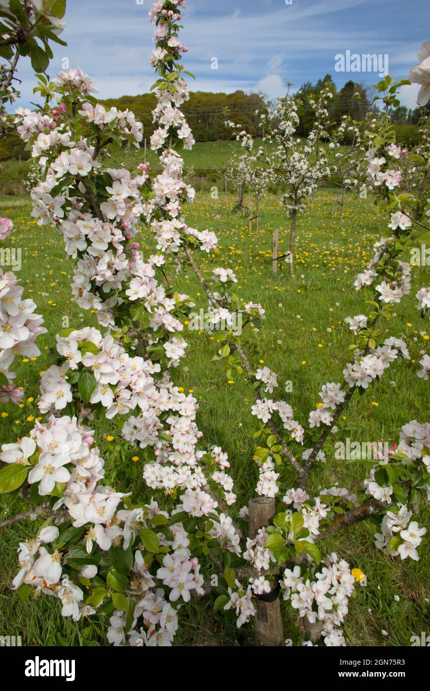 Blossom on a apple tree (Malus domestica ) variety 'Tom Putt' in an Organic orchard. Powys, Wales. May. Stock Photo