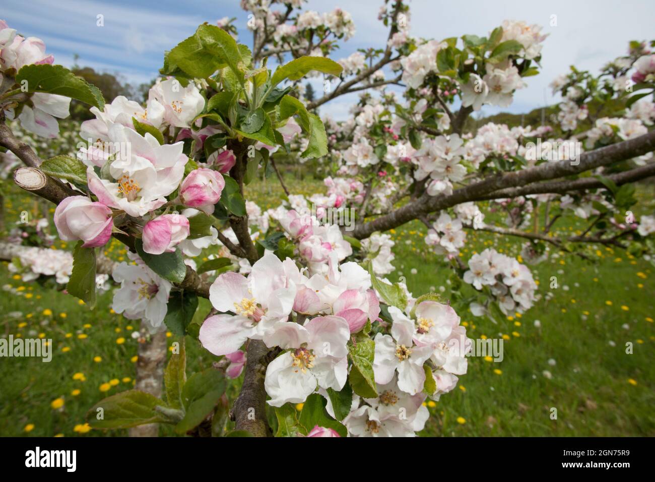 Blossom on a apple tree (Malus domestica ) variety 'Tom Putt' in an Organic orchard. Powys, Wales. May. Stock Photo