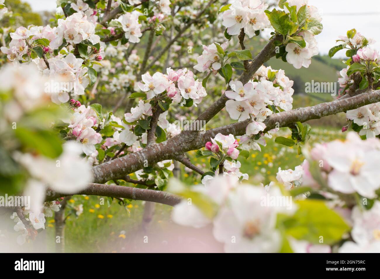 Blossom on a apple tree (Malus domestica ) variety 'Tom Putt' in an Organic orchard. Powys, Wales. May. Stock Photo
