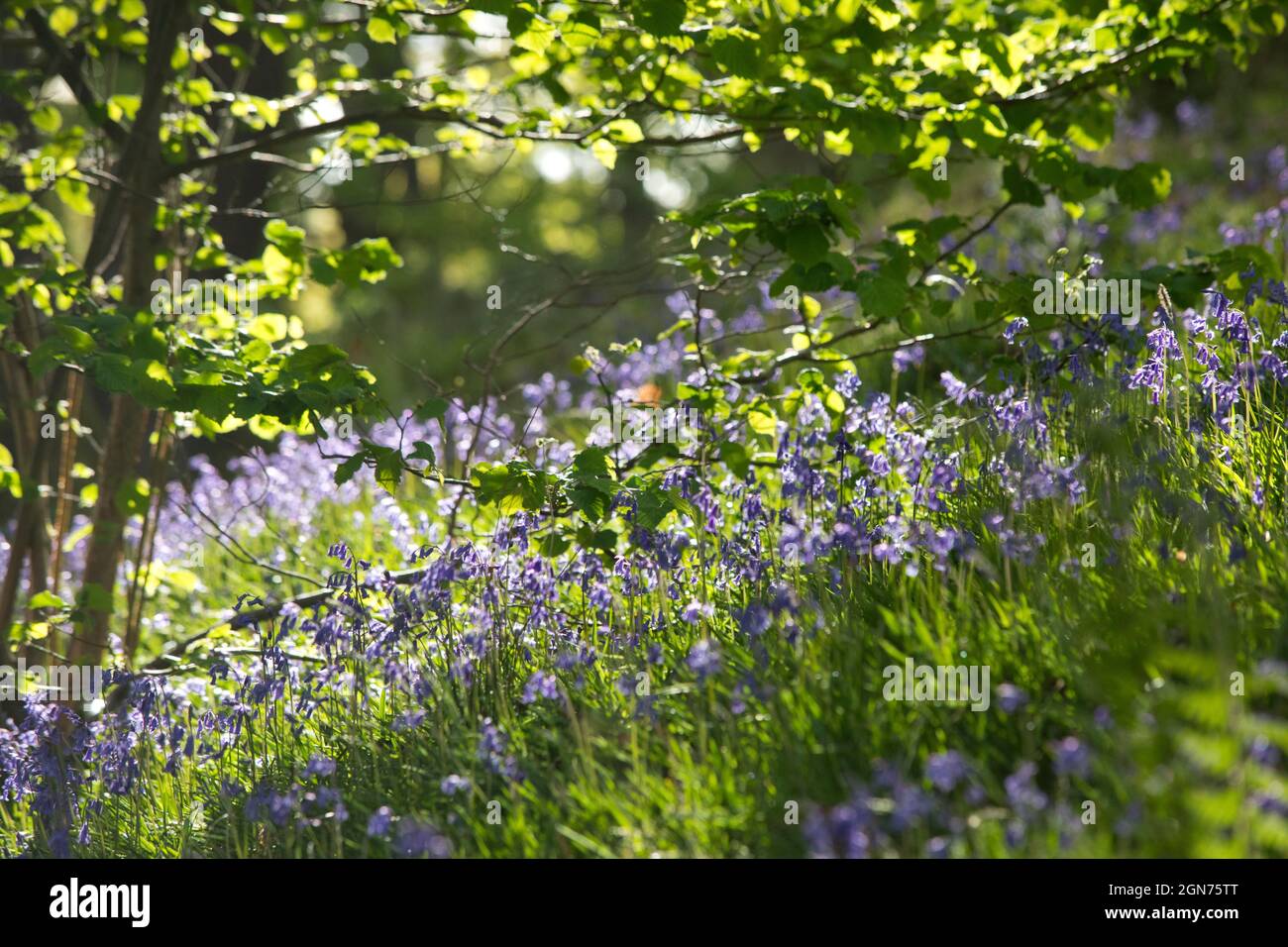 Bluebells (Hyacinthoides non-scripta) flowering in an oak wood. Powys, Wales. May. Stock Photo