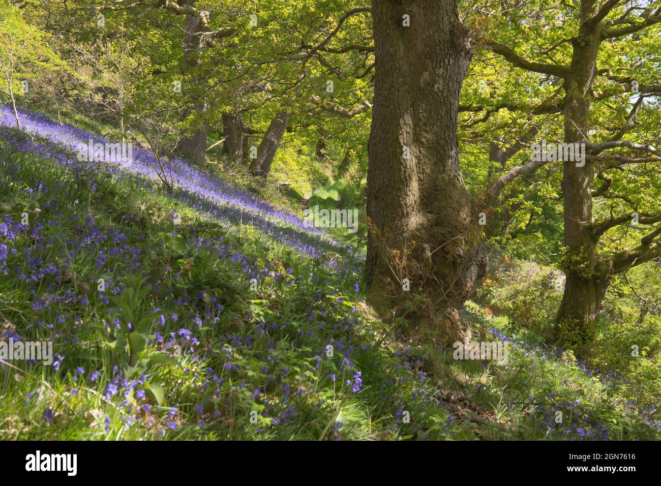 Bluebells (Hyacinthoides non-scripta) flowering in an oak wood. Powys, Wales. May. Stock Photo