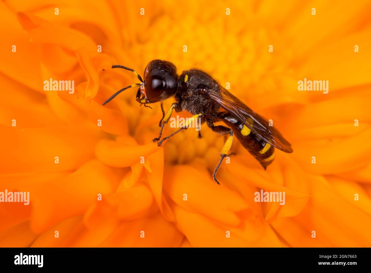 Hunting wasp (Ectemnius continuus) female feeding in a marigold flowerin a garden. Powys, Wales. May. Stock Photo