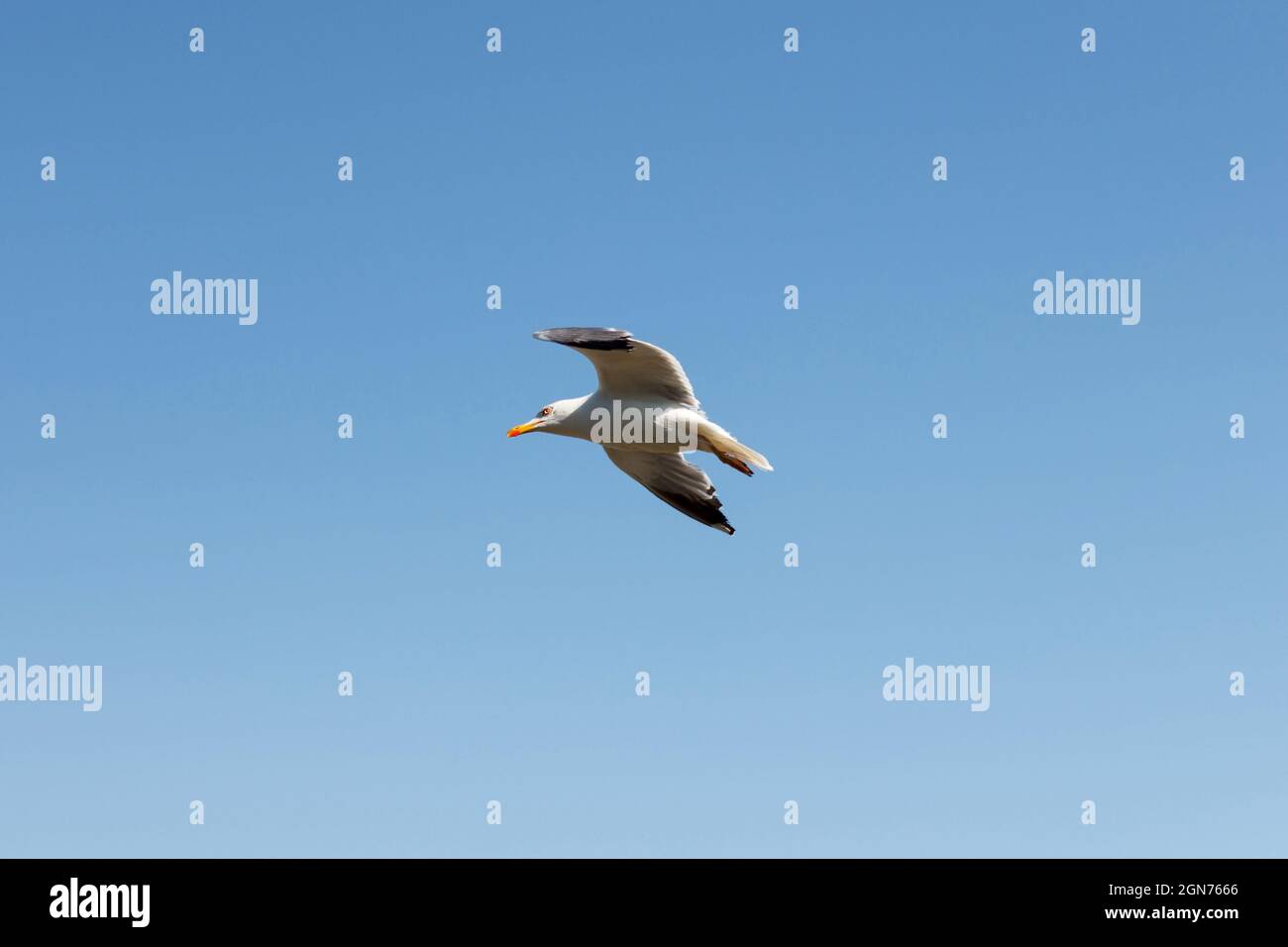 Flying Seagulld in the sky over sea Stock Photo