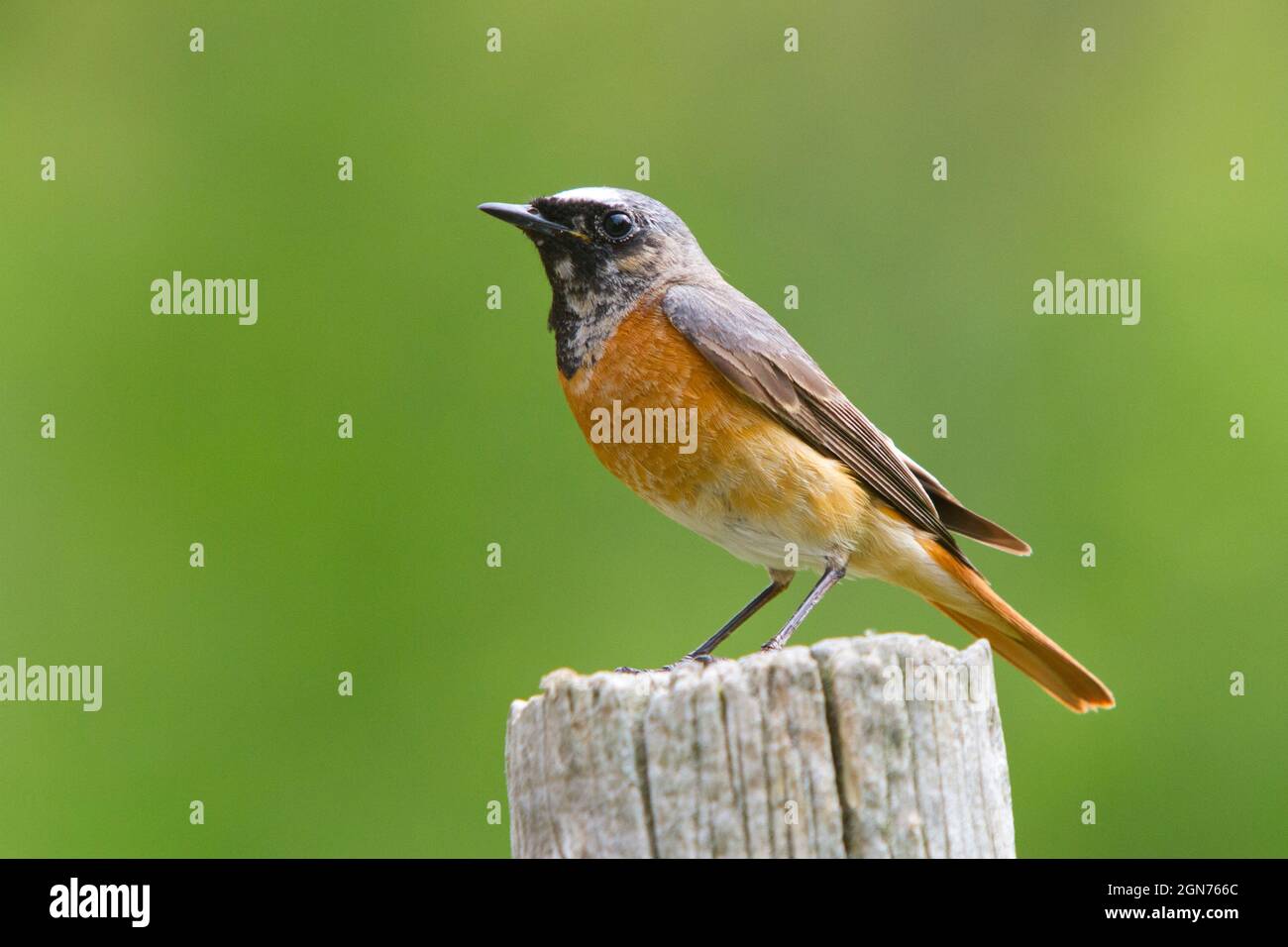 Male Common Redstart (Phoenicurus phoenicurus) perched on a fence post. Powys, Wales. May. Stock Photo