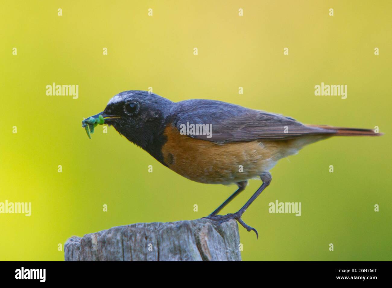 Male Common Redstart (Phoenicurus phoenicurus) with caterpillars to feed to nestlings. Powys, Wales. May. Stock Photo