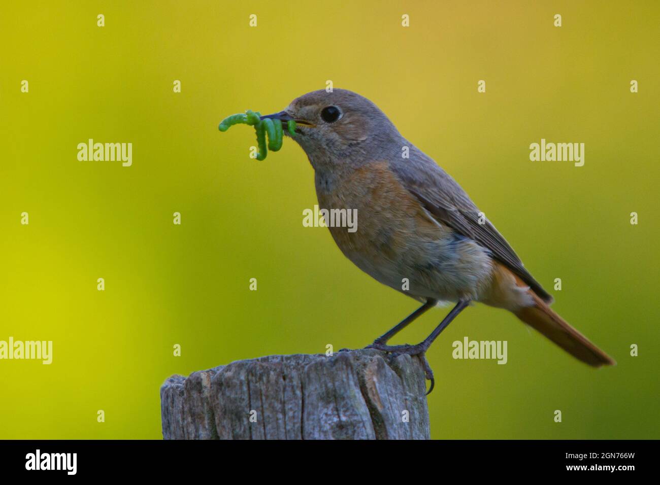 Female Common Redstart (Phoenicurus phoenicurus) perched on a fence post. Powys, Wales. May. Stock Photo