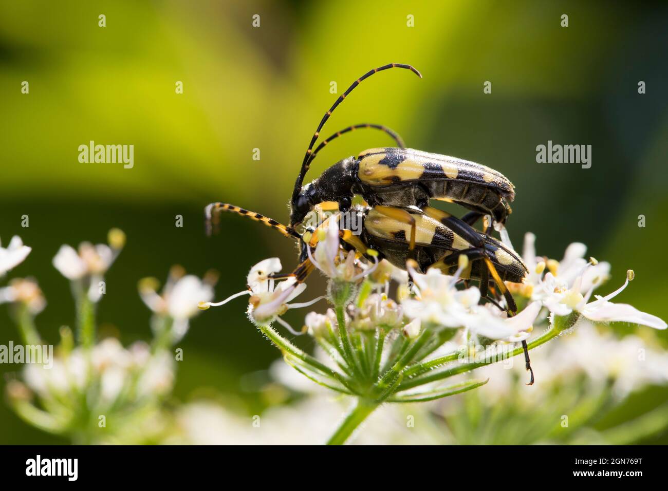 Spoted longhorn beetles (Rutpela maculata) adults mating on a hogweed flower. Powys, Wales. June. Stock Photo